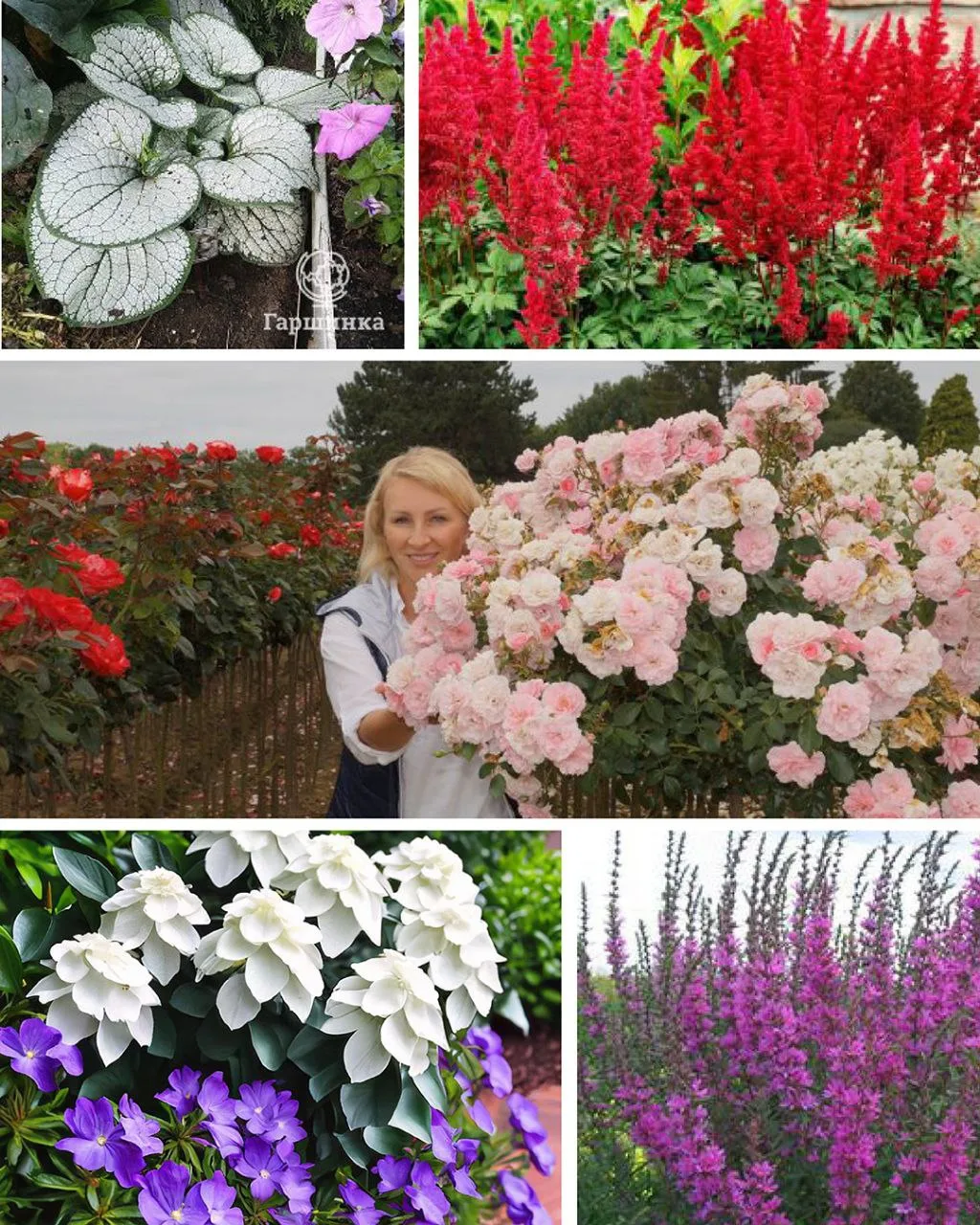 🌸 Магазин «Гаршинка.ру» — одна из крупнейших отечественных садово-огородных площадок в...