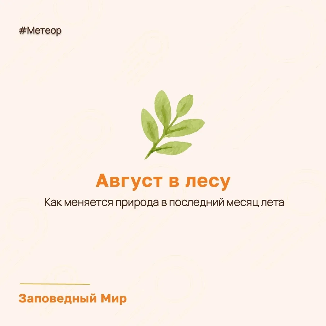 Что происходит в лесу в августе? 🍂