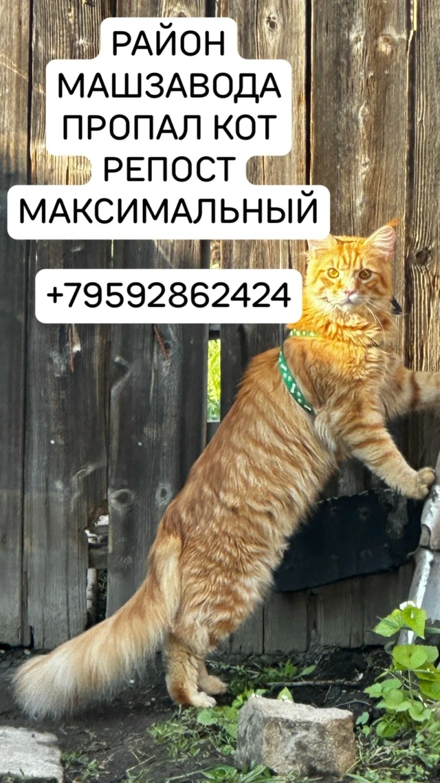 Помогите пожалуйста найти кота за вознаграждение, район Машзавод , парк.   Майкун  .Зовут Трамп  +79