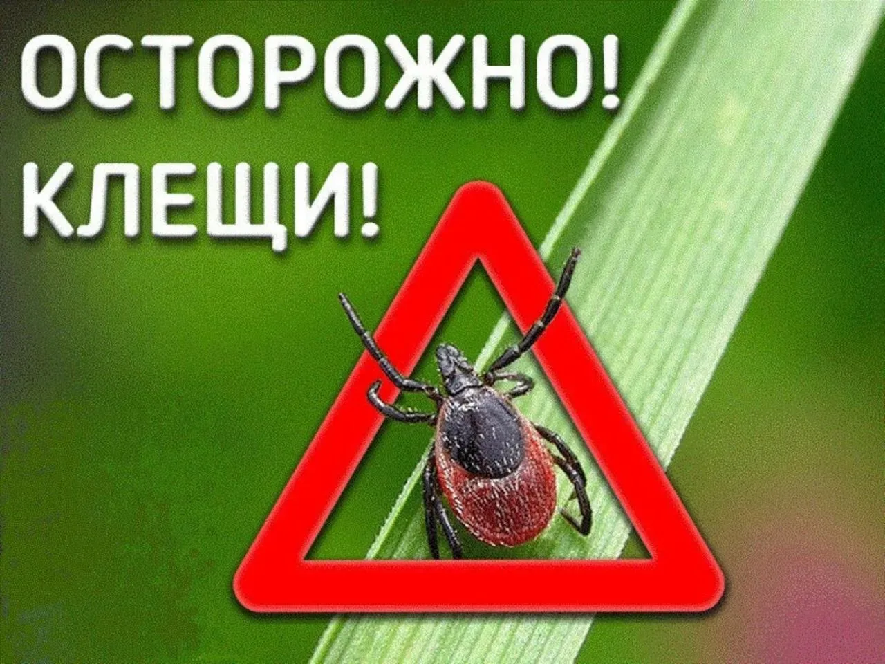 🌞 Лето близко, а значит — сезон клещей на подходе! 🕷️  Клещи уже могут быть на природных территориях