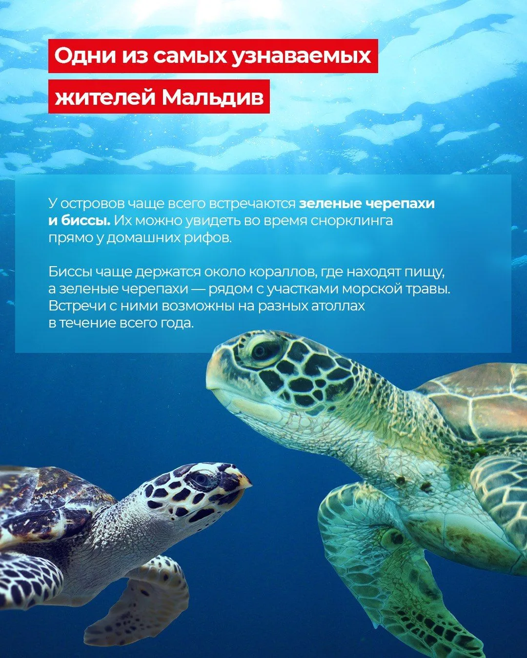 Невероятный и манящий ПОДВОДНЫЙ МИР МАЛЬДИВ 🤿🐠🐢