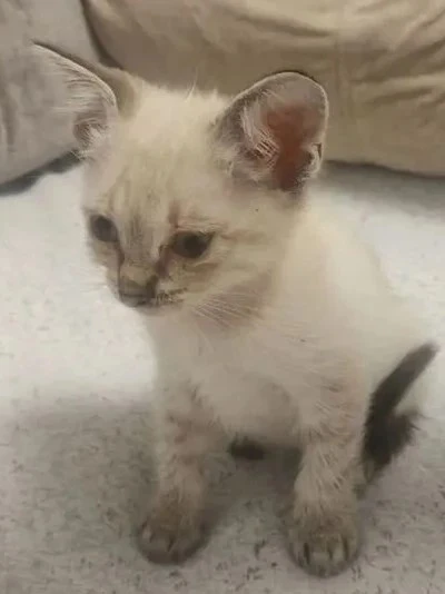 Отдам котёнка в добрые руки.