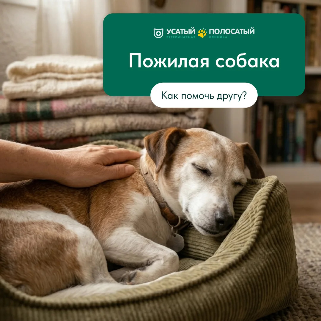 Старость — не болезнь, а этап жизни, требующий внимания. Крупные псы стареют с 6–7 лет, мелкие — с 1
