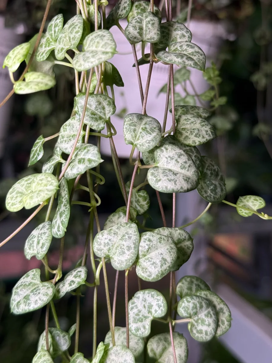Церопегия Сильвер Глори 🌱