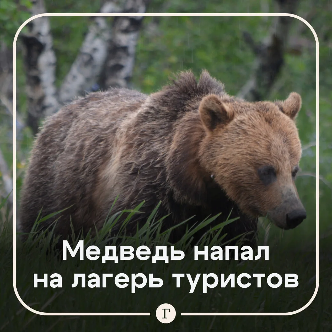 Медведь утащил россиянку из палатки и растерзал ее.