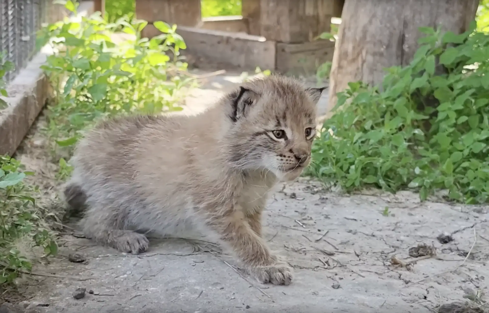 🐾 В барнаульском зоопарке мама-рысь вывела котят на первую прогулку

В зоопарке «Лесная сказка» мам