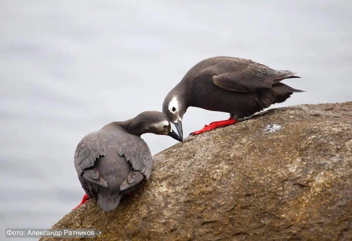 Сегодня нелётный день — мы пообедали 🐦‍⬛Знакомьтесь, перед вами очковый чистик — морская птица, кот