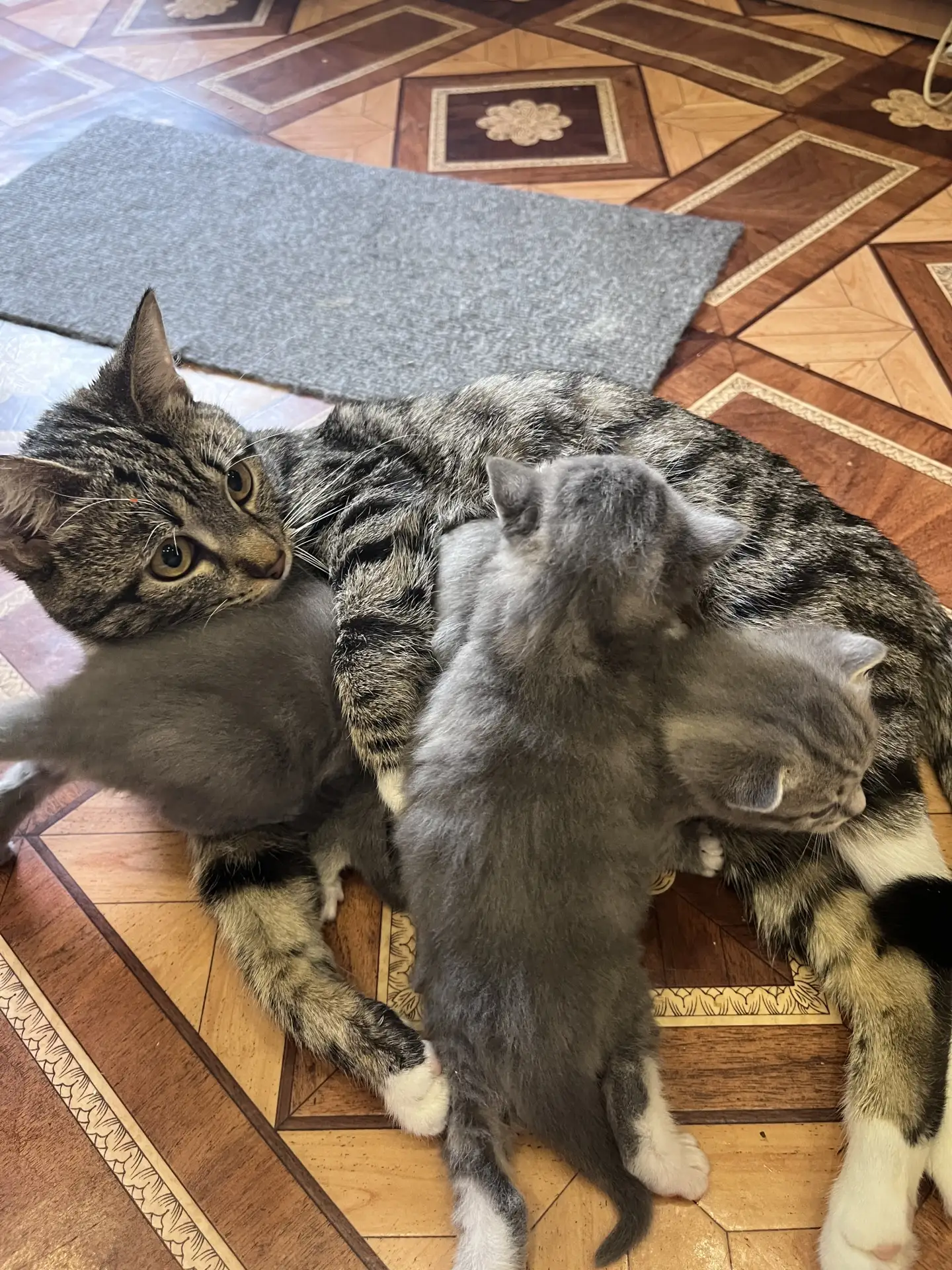 БЕСПЛАТНО !!!Отдам котят в хорошие руки ,5 кордная , остановка 9 мсч