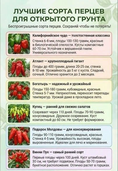 Если выбираете перцы для открытого грунта, ориентируйтесь на проверенные и неприхотливые сорта 🌱

Е