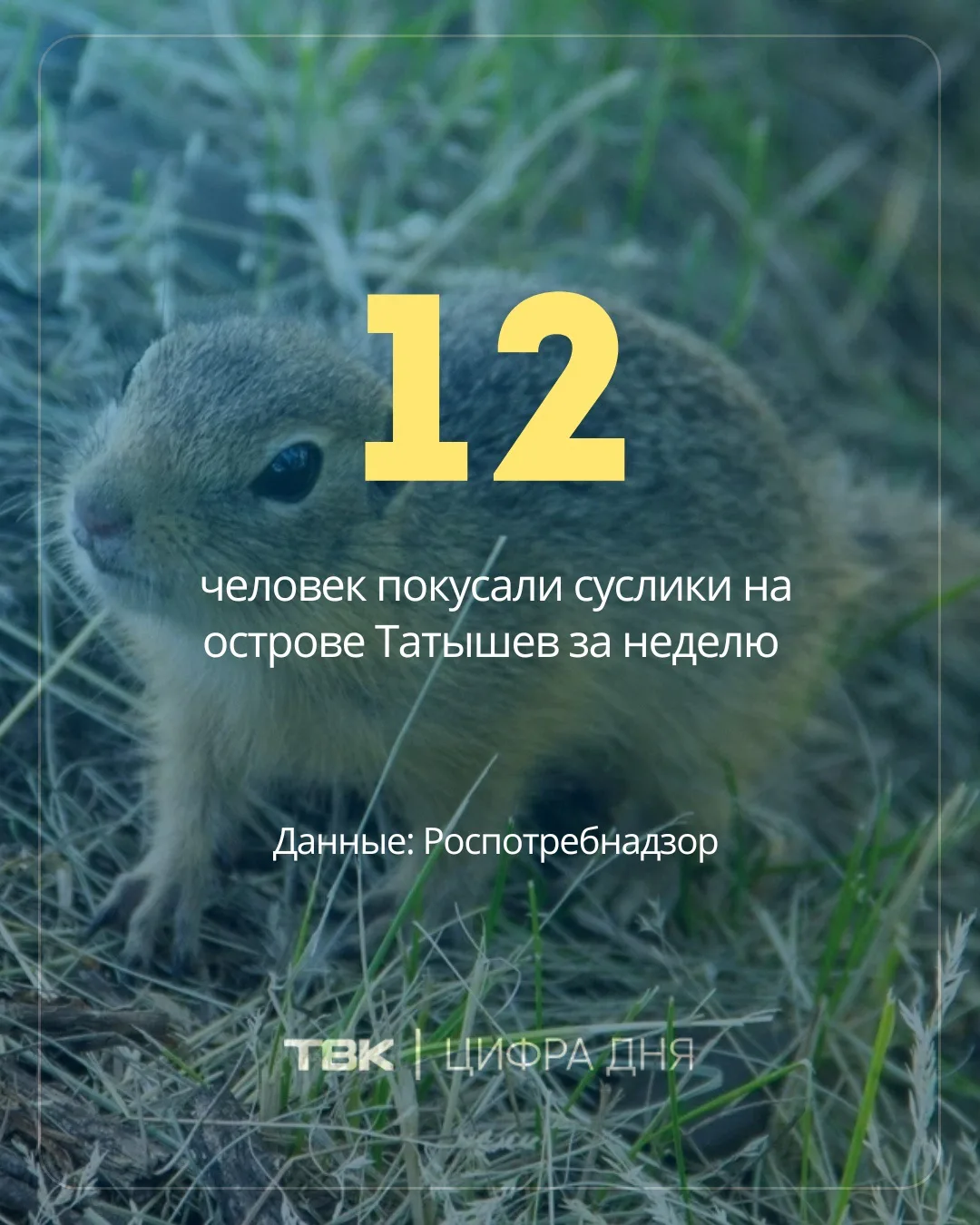 За неделю суслики покусали 12 человек на острове Татышев

Среди пострадавших и 5 детей в возрасте от
