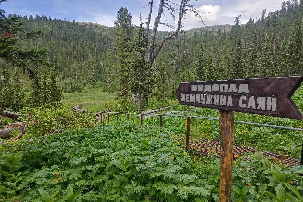 Природный парк Ергаки закрыли для туристов из-за нашествия медведей.