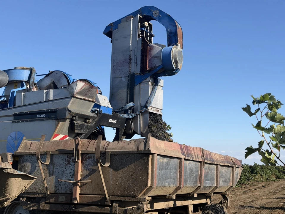 Сезон уборки винограда в самом разгаре 🍇