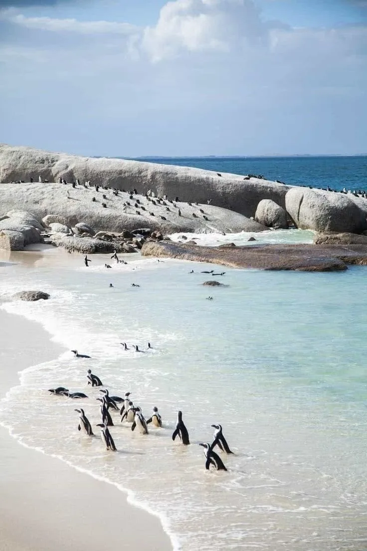 ЮАР 🇿🇦