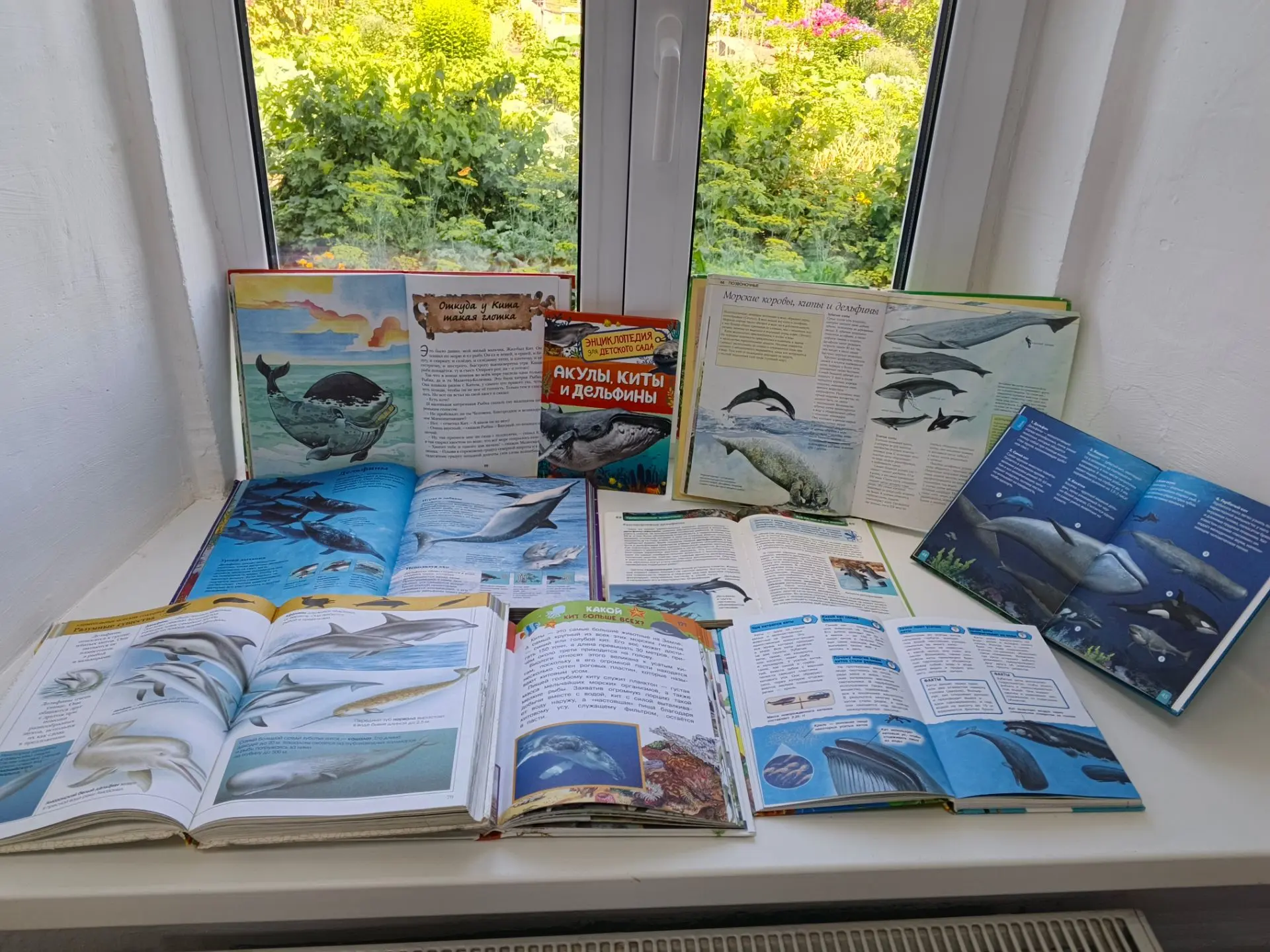 Привет от морских друзей! 🐳✨

Вы знали, что дельфины — одни из самых дружелюбных существ на Земле, 