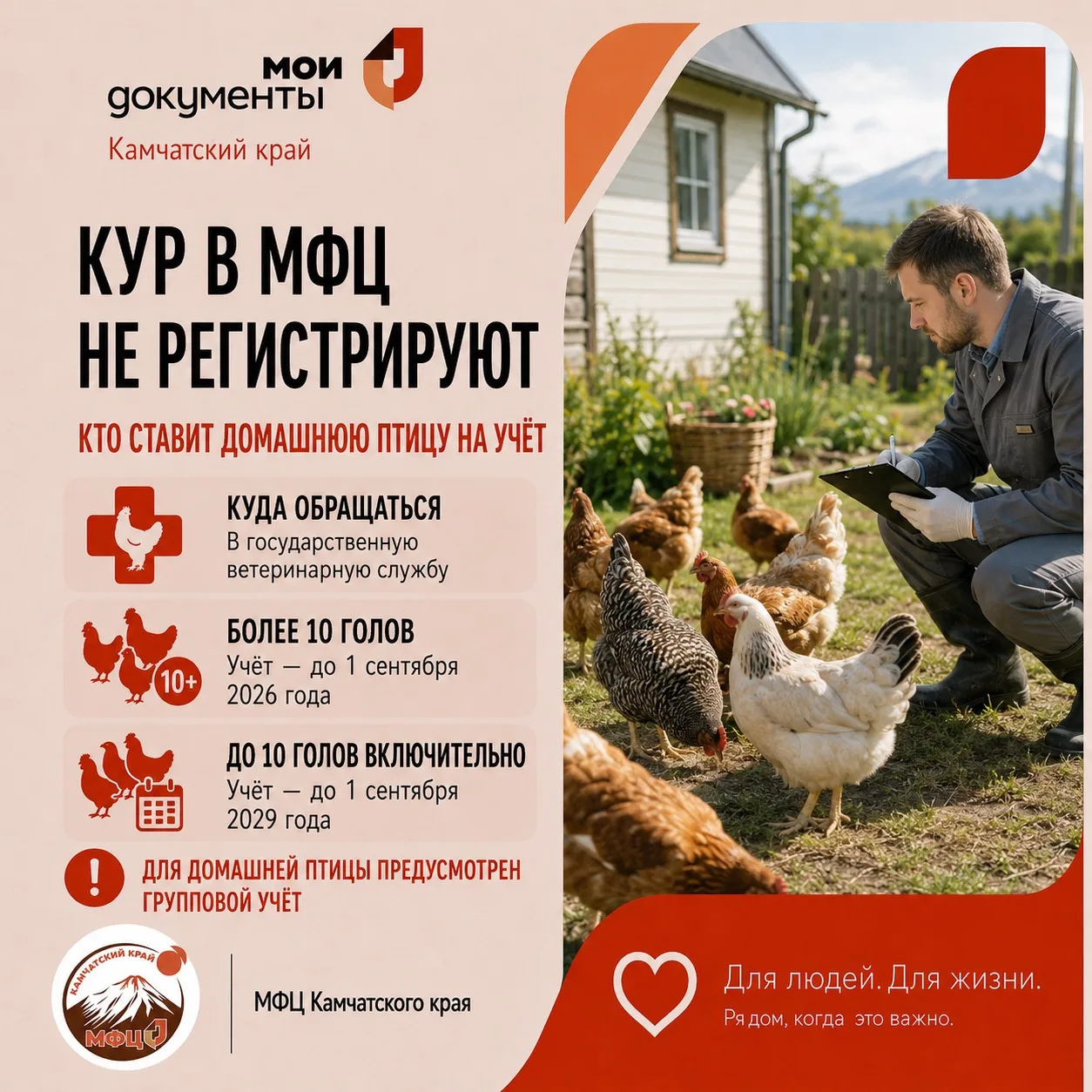 🐔 В МФЦ кур НЕ регистрируют: кто и как ставит домашнюю птицу на учёт с 1 сентября 2026...