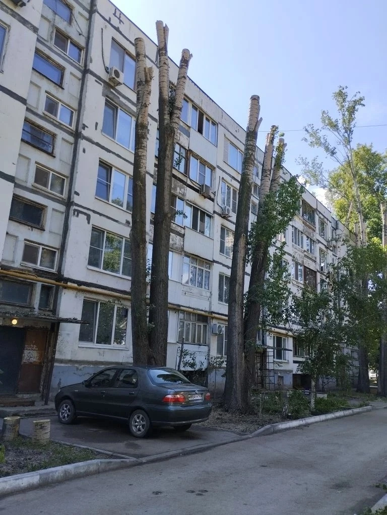 В Куйбышевском районе не дождешься обрезки сухостоя, зато здоровые деревья на Бакинской, 32а уничтож