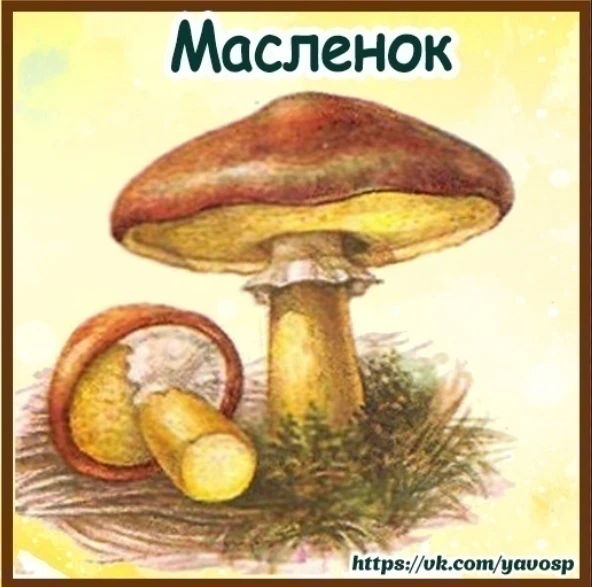 Иллюстративный материал «Съедобные грибы»
