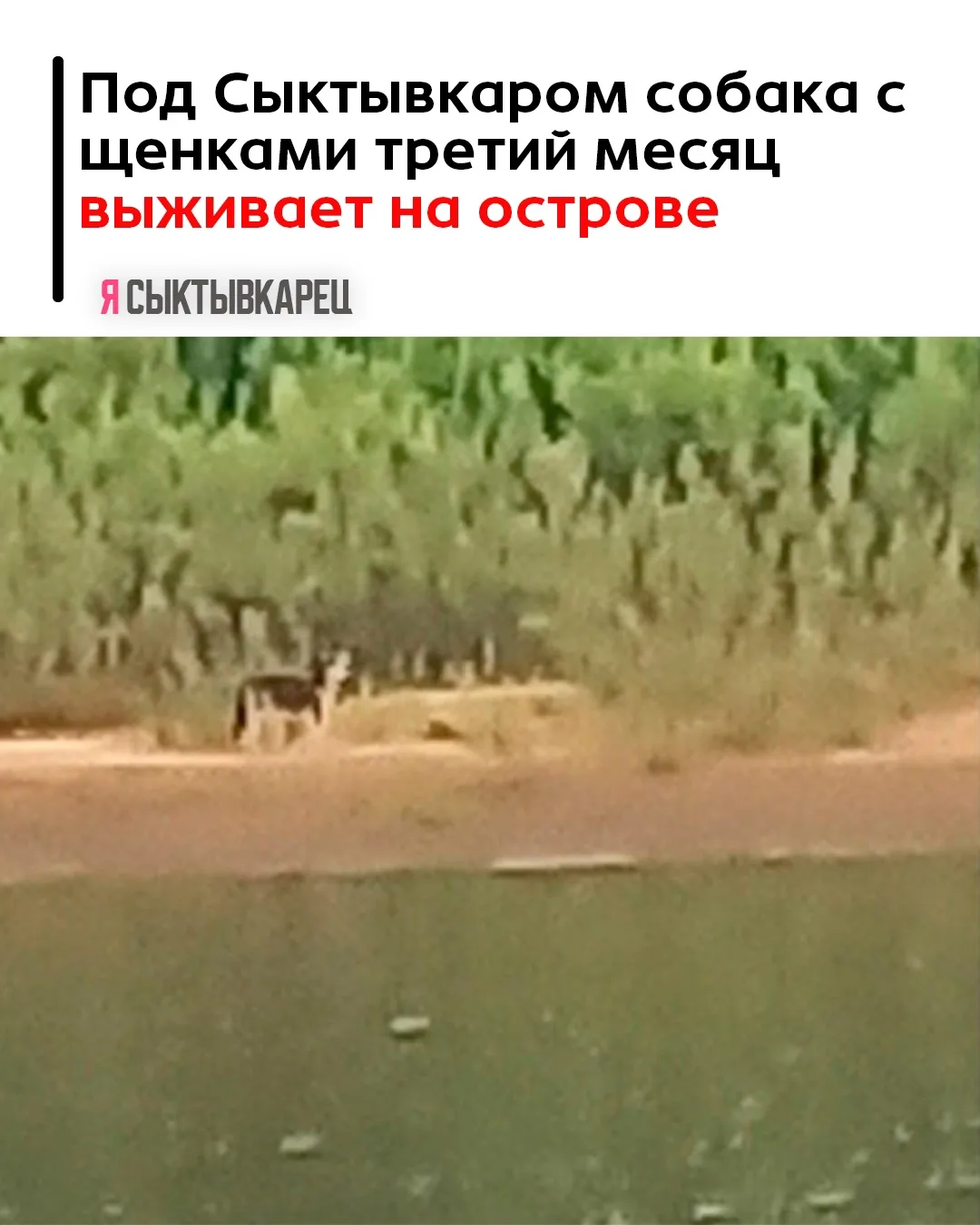 По словам местных жителей, животных на острове в местечке Кочпон-Чит заметили еще весной. После поло