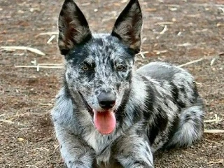 🐕 О породе джамен кули знают немногие, хотя в Австралии этих собак ценят уже много поколений. 

И н