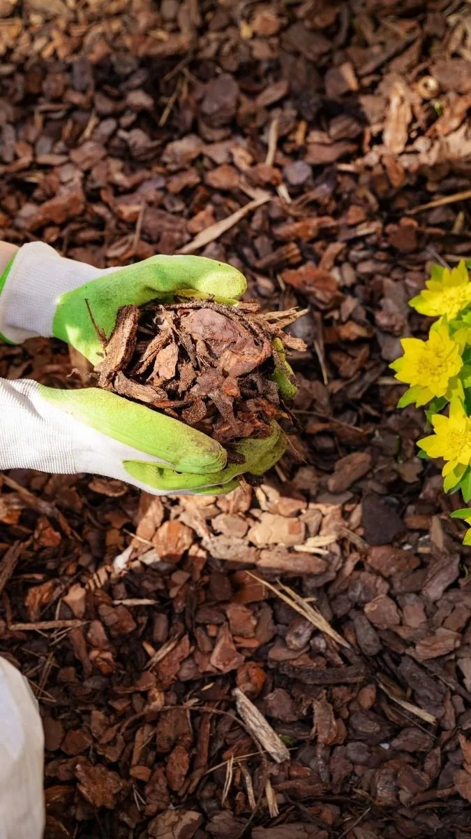 🌿 Почему важно мульчировать голубику, бруснику, клюкву, верески и гортензии в кислом т...