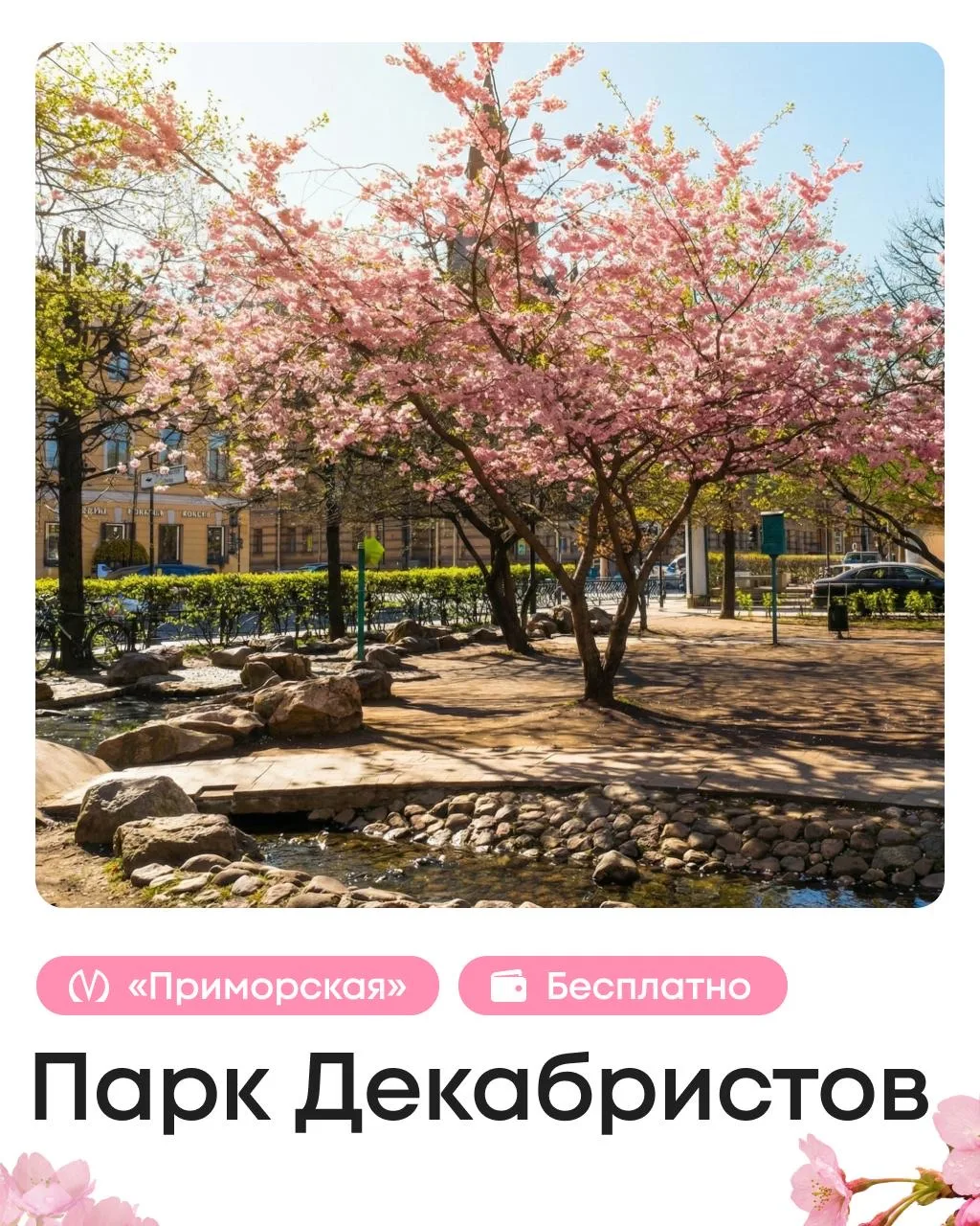 🇯🇵 Полный гайд по сакуре: где искать Японию в Петербурге  Для путешествия в страну восходящего солнц