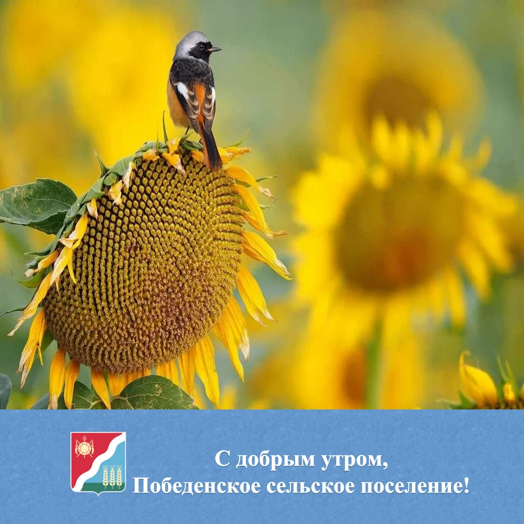 🌟 С добрым утром жители и гости Победенского сельского поселения!