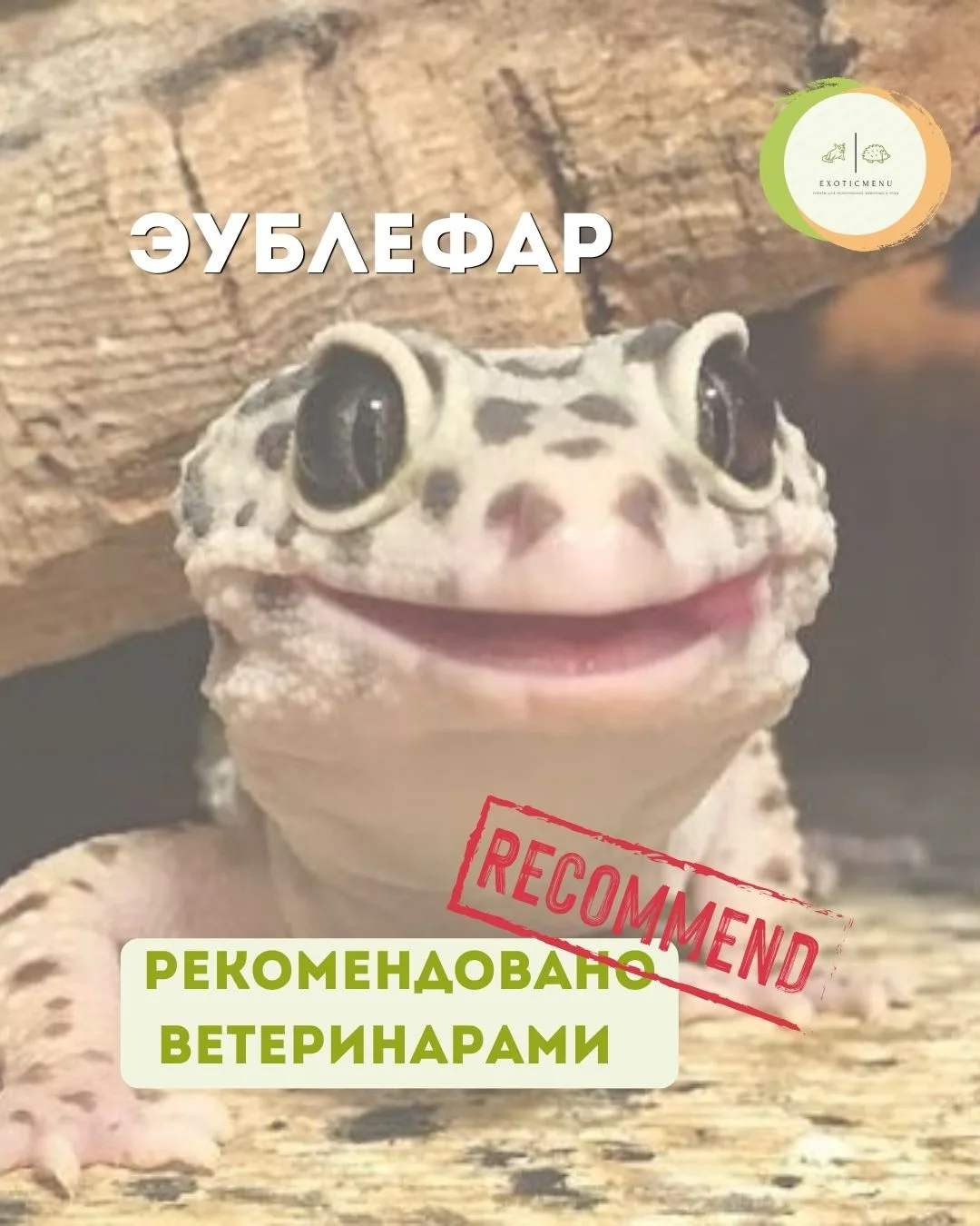 Что нужно эублефару? Записывайте ✍️