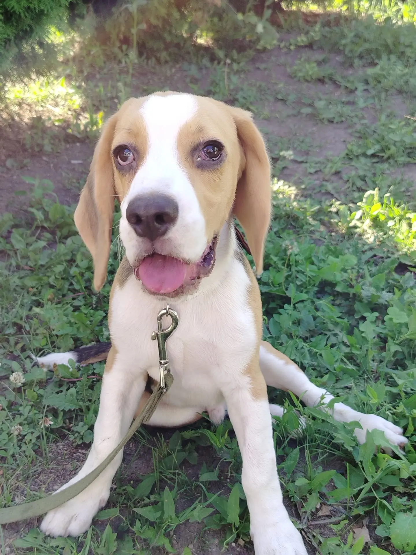 Счастливый финал! 🧦🐶 Как ветеринарные врачи спасли бигля Джека, проглотившего носки.