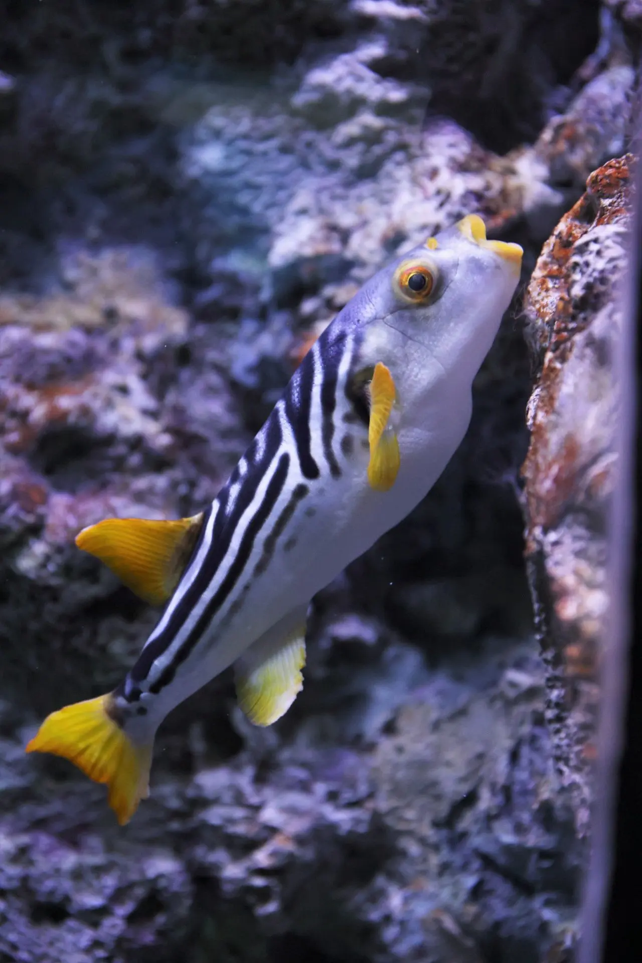 🐡Рыба-собака бывает кусачей

Этот яркий представитель семейства иглобрюховых всегда привлекает вним