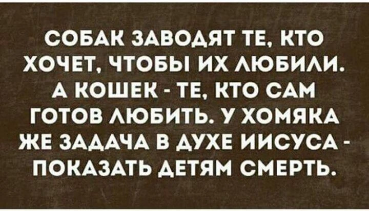 Обсуждали вчера перед сном с сыном, какое животное он хочет — кошку или собаку: