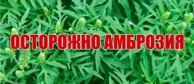 Администрация Ахтанизовского сельского поселения Темрюкского муниципального района Крас...