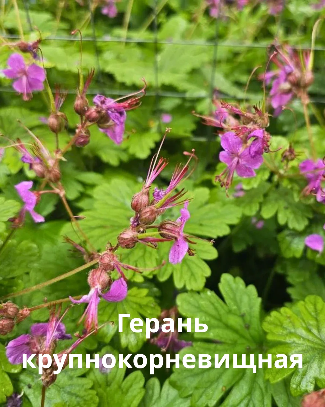 И в пир и мир и в добрые люди. Это все про герань, скромницу и верную спутницу любого цветника. Для 