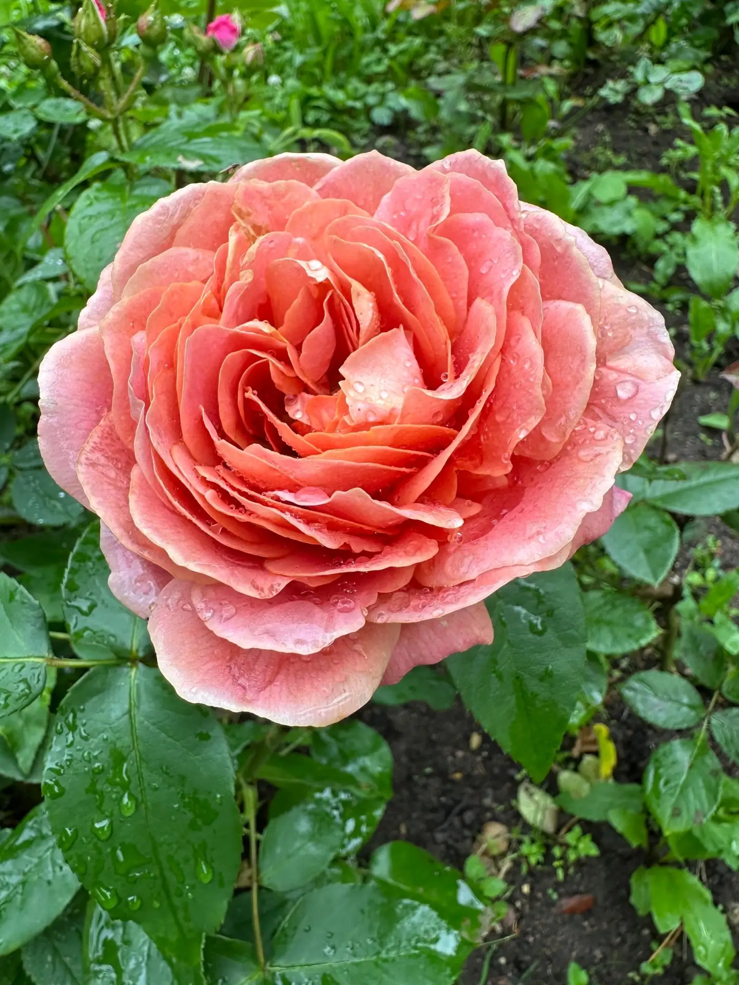 Дождливое начало июля в Удельном на снимках Светланы Азаровой 🌧