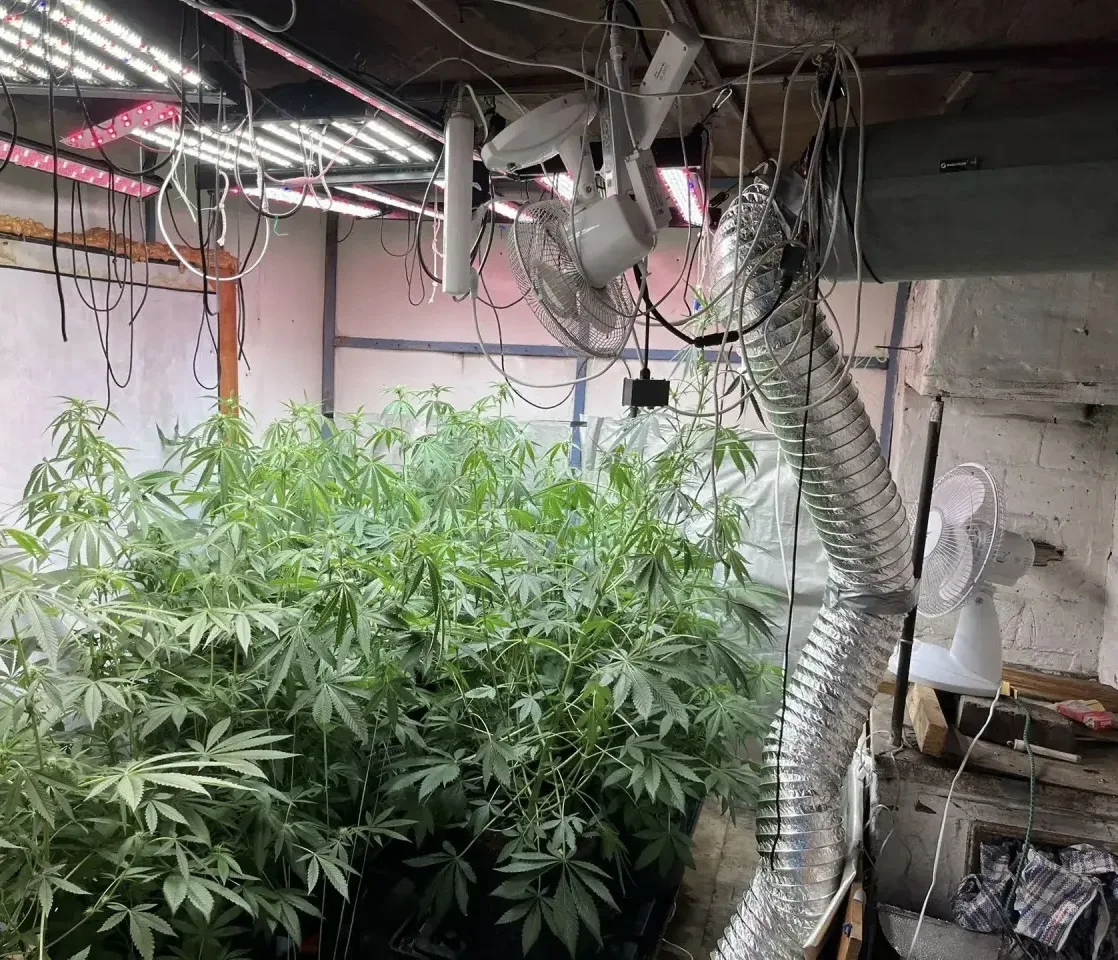 🌿 Агрономия на грани: 24 куста конопли обернулись уголовным делом для жителя Ирбейско-...