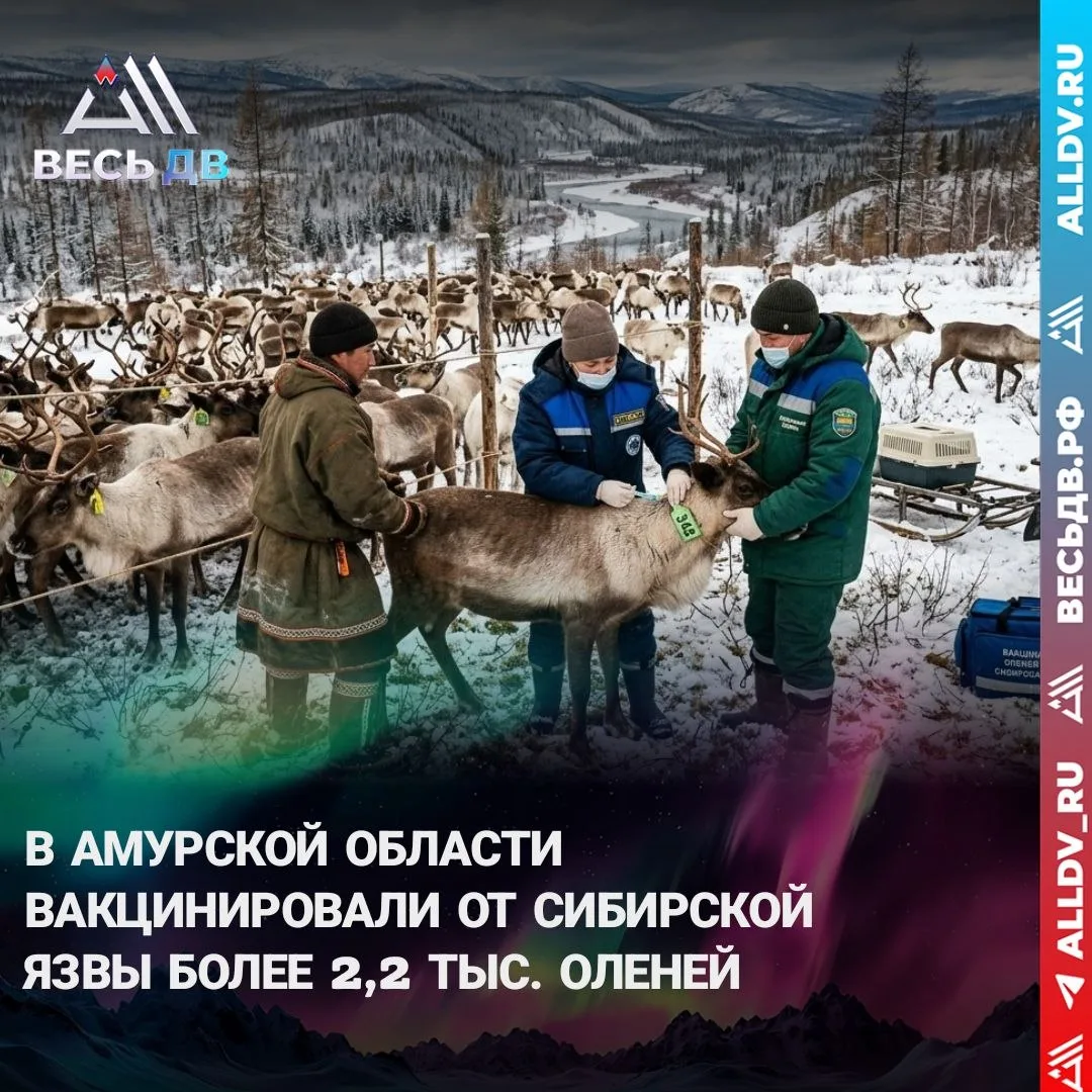 Амурские оленеводы защитили стада от язвы