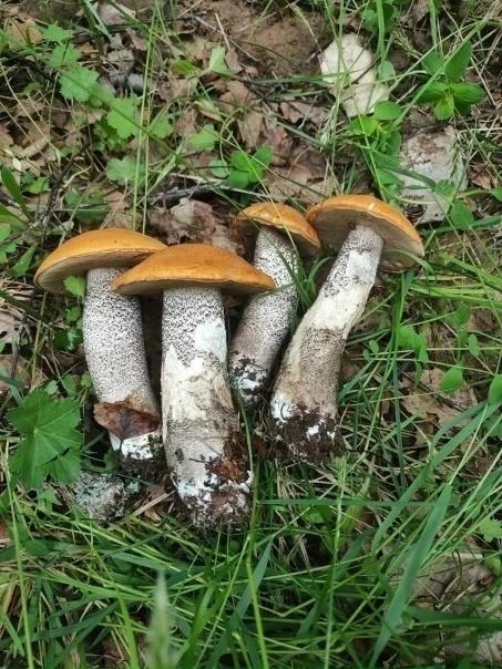 🍄 Жители Пермского края сообщают о необычно богатом грибном сезоне уже в начале июня.

В соцсетях г