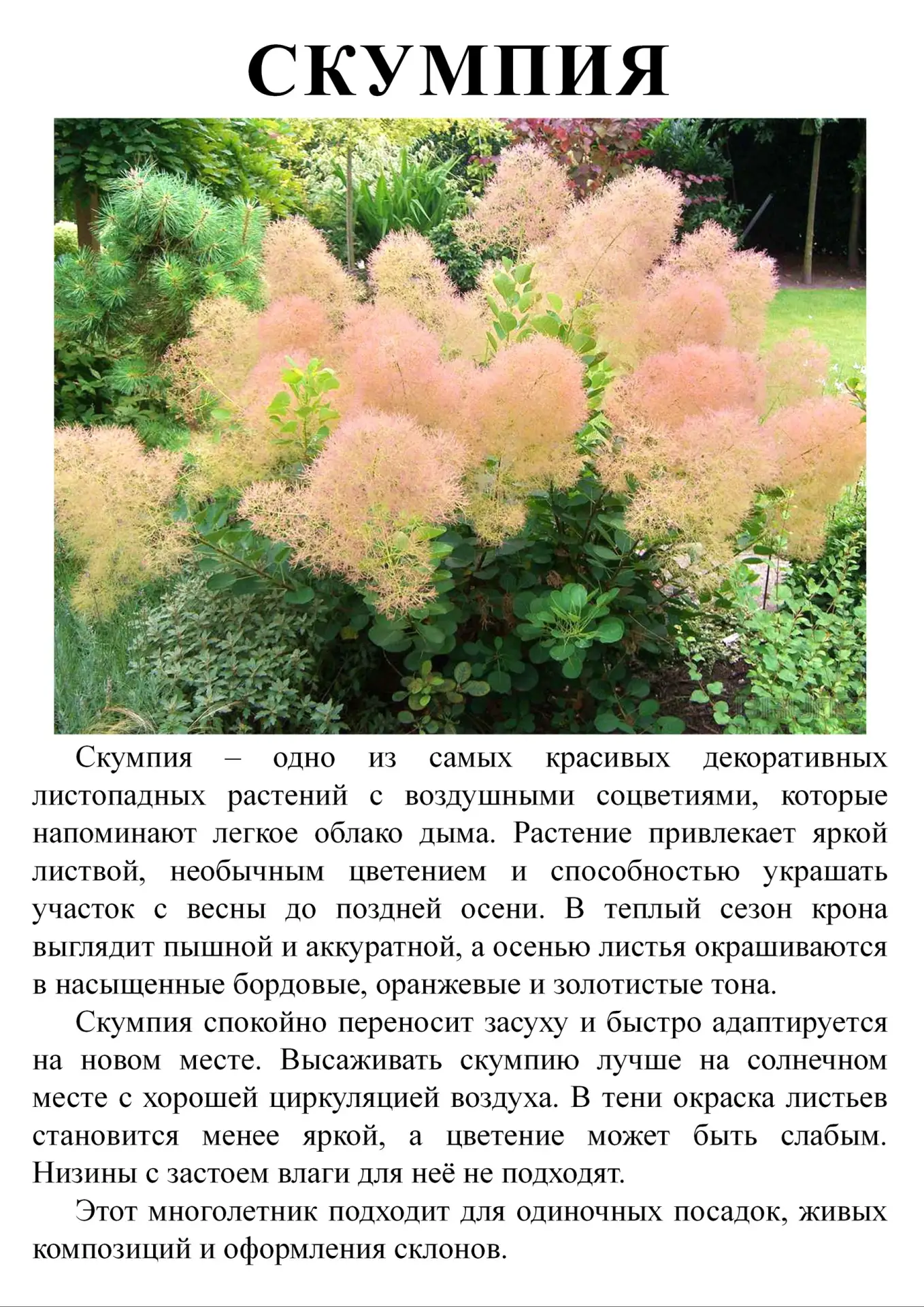 В наличии саженцы скумпии 2 сорта.