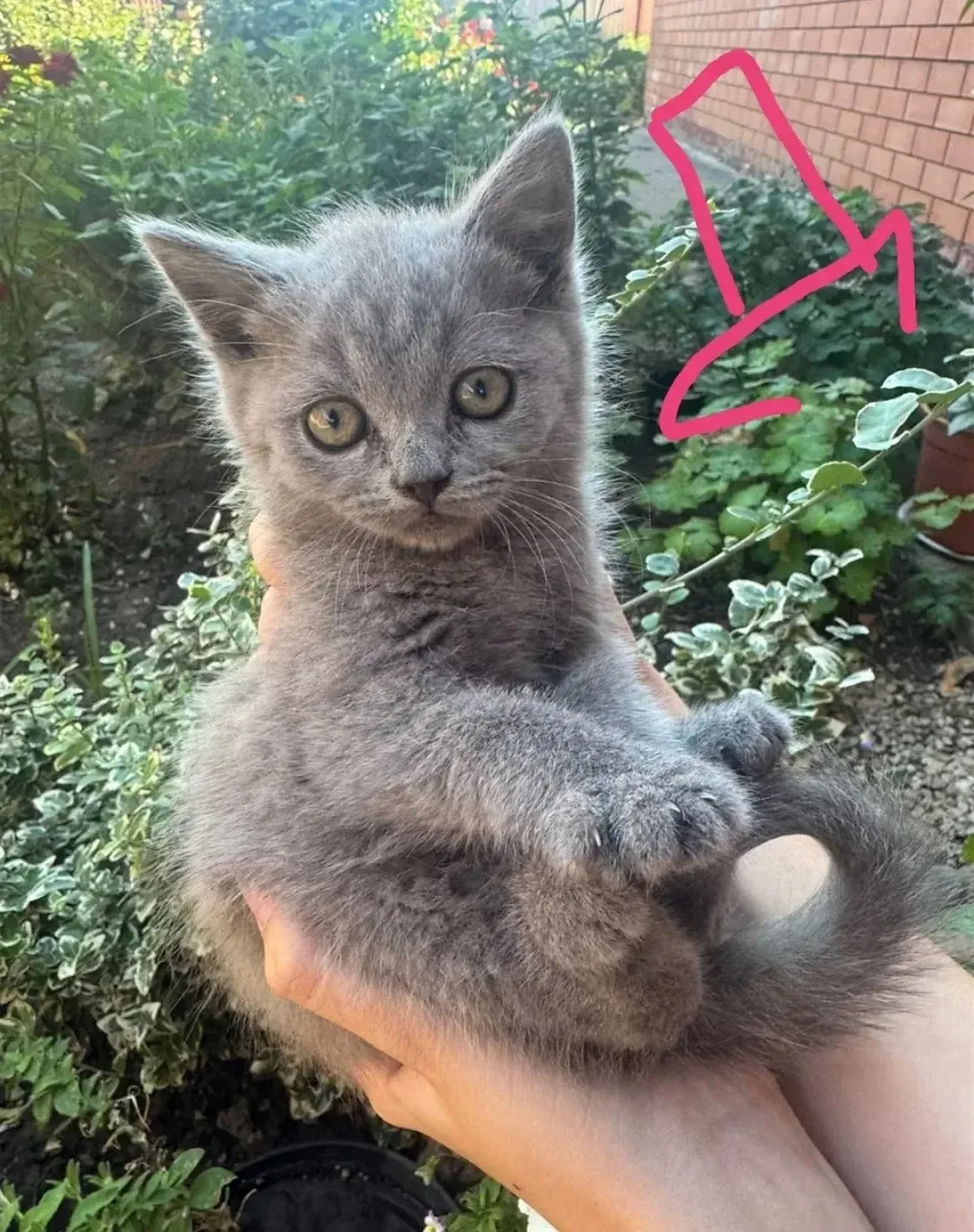 В самые добрые и заботливые ручки отдаю двух прелестных котят от кошки-охотницы. Мама-к...