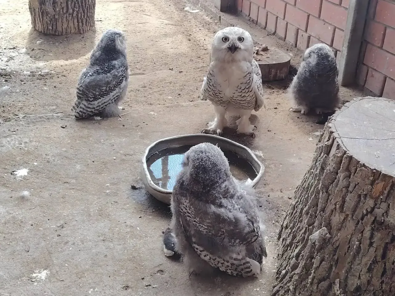 Три белых совенка появились в липецком зоопарке 🦉

Присылайте свои фото и видео нам: @LipetskPeople