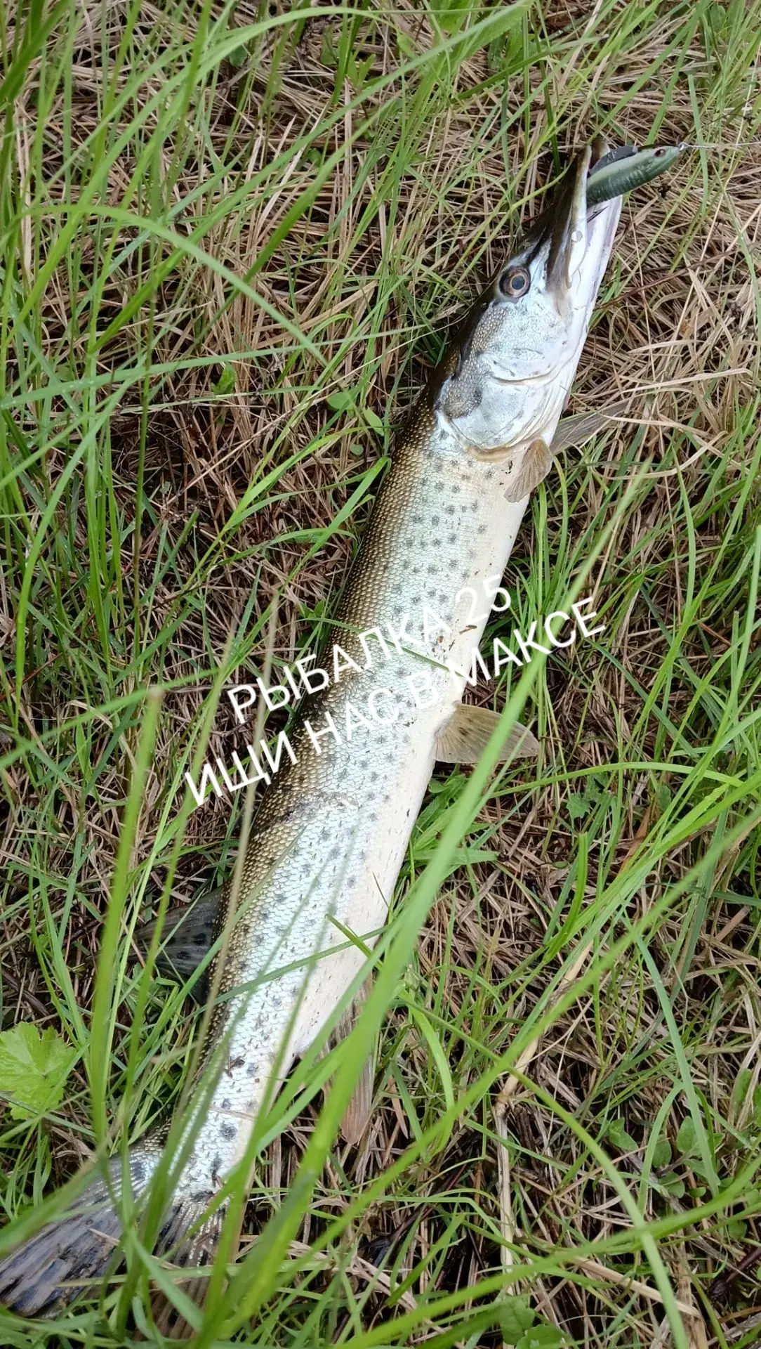 Ханка