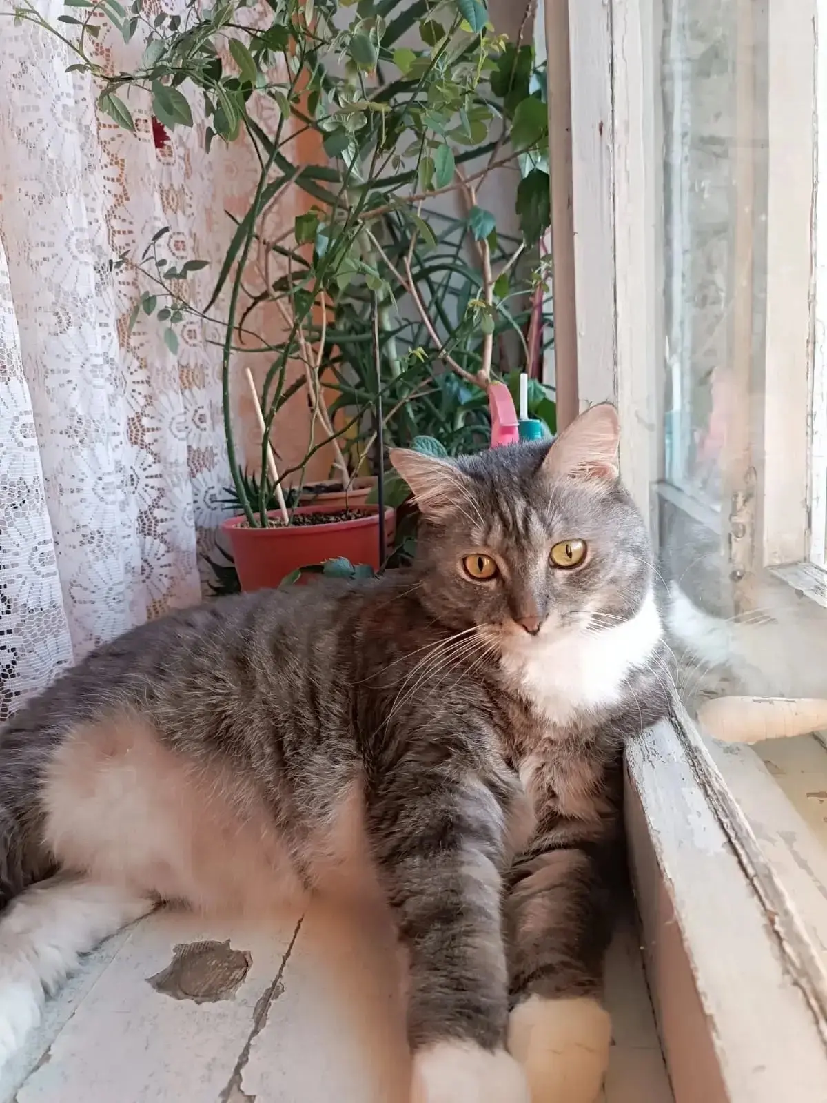 Потерялся кот, окрас серый с белым (Екатеринбург, Уралмаш)