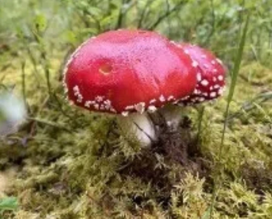 Вологжанин попытался вылечить алкоголизм мухоморами.