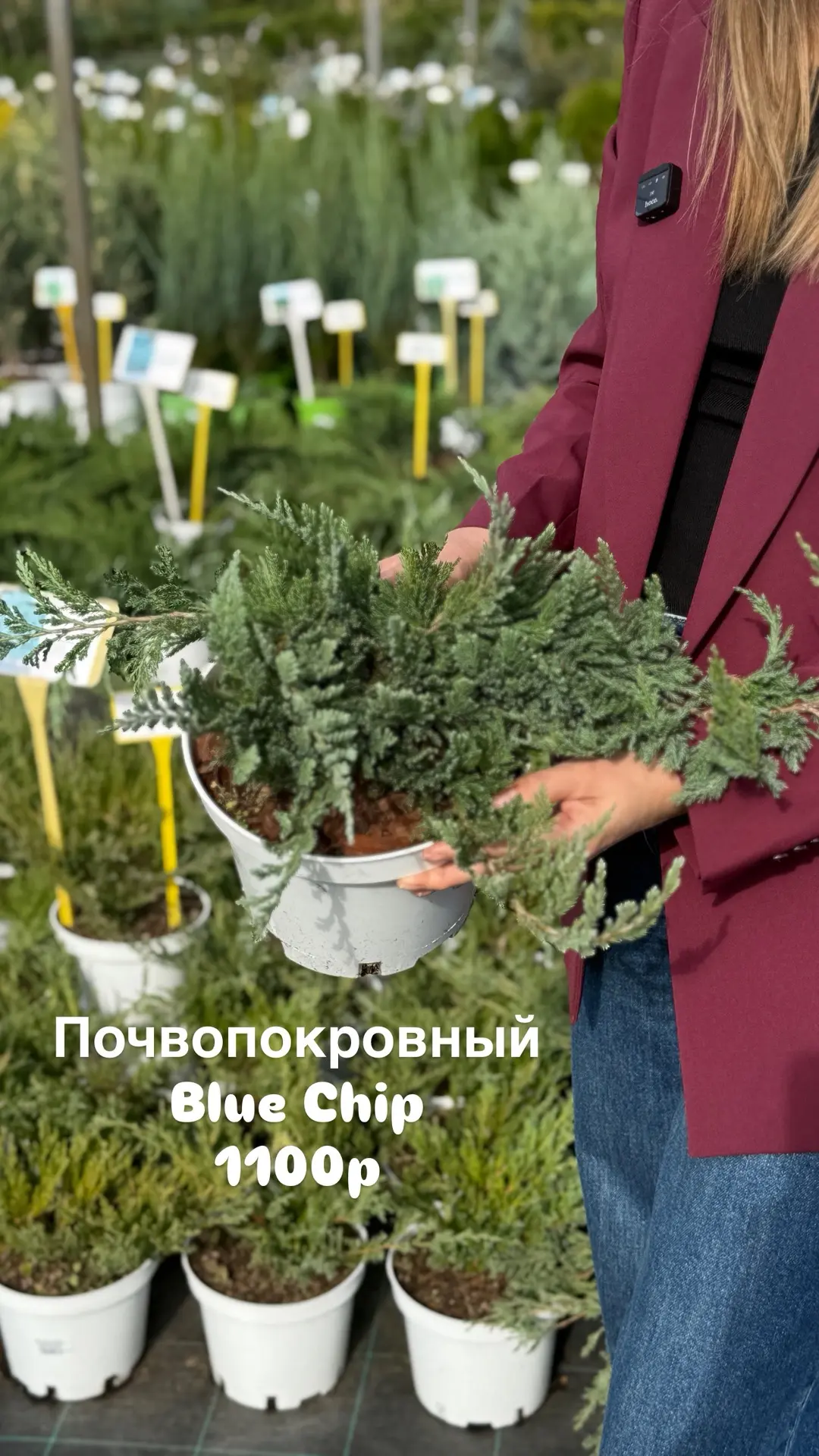 За что мы так любим можжевельники, почему их так много выращиваем?! У нас 26 сортов мож...