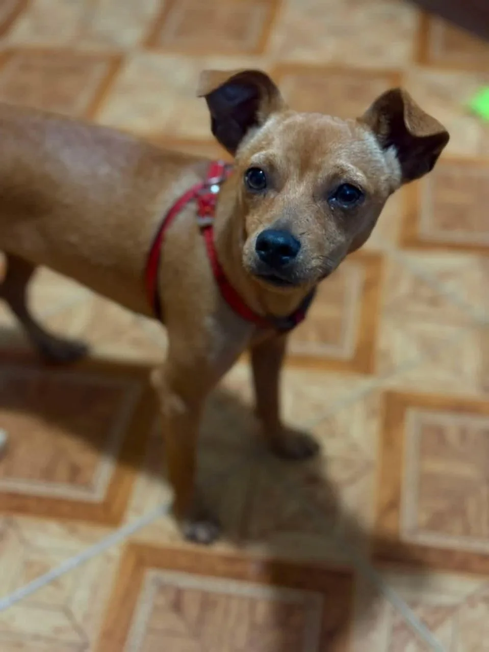 📢 АЗОВ 🐕  ХОЗЯИН НАЙДИСЬ 🙏

Вчера в Азове на пер.Степана Разина приблудился вот такой щенок, был 
