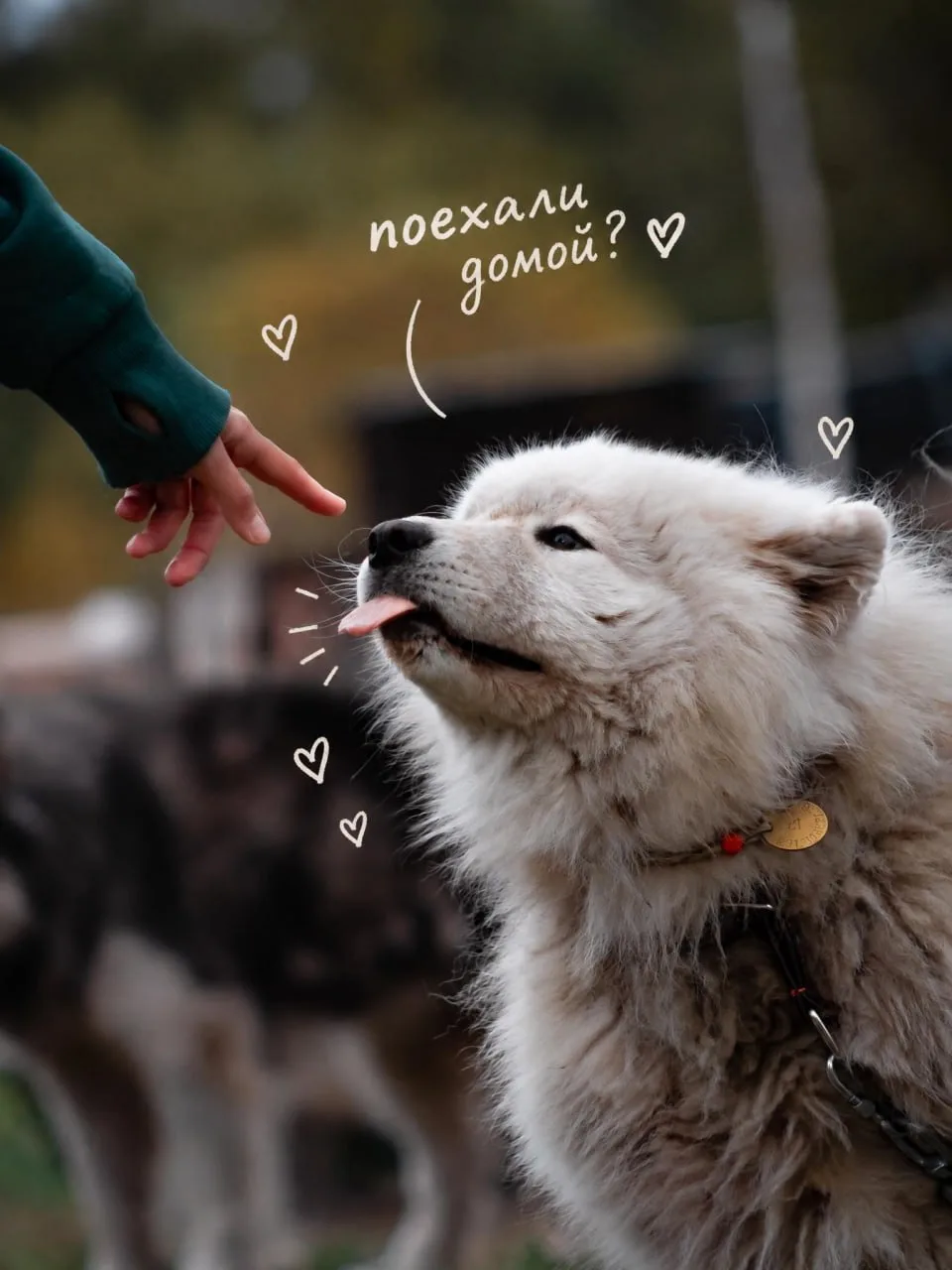 «Те, кто решился» 🐾
