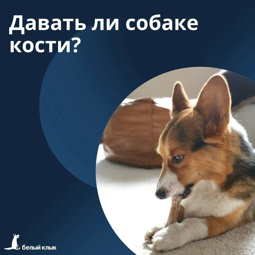 Давать ли собаке кости? 

В кино и мультиках собаки часто изображаются счастливо грызущими кость, в 