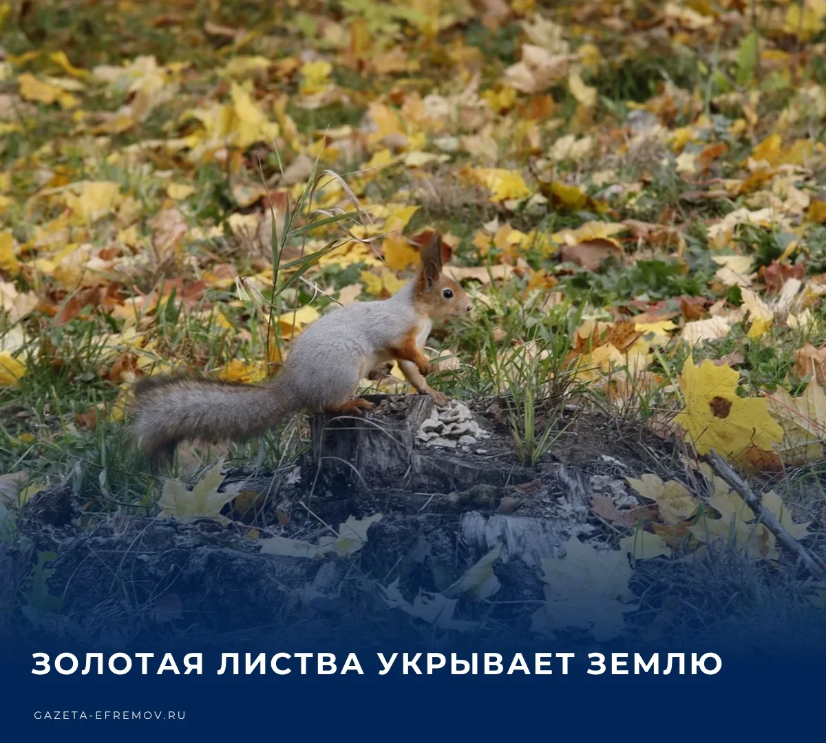 ☁️ Сегодня в Ефремове преимущественно пасмурно, температура воздуха составит +9…+14 °С.​