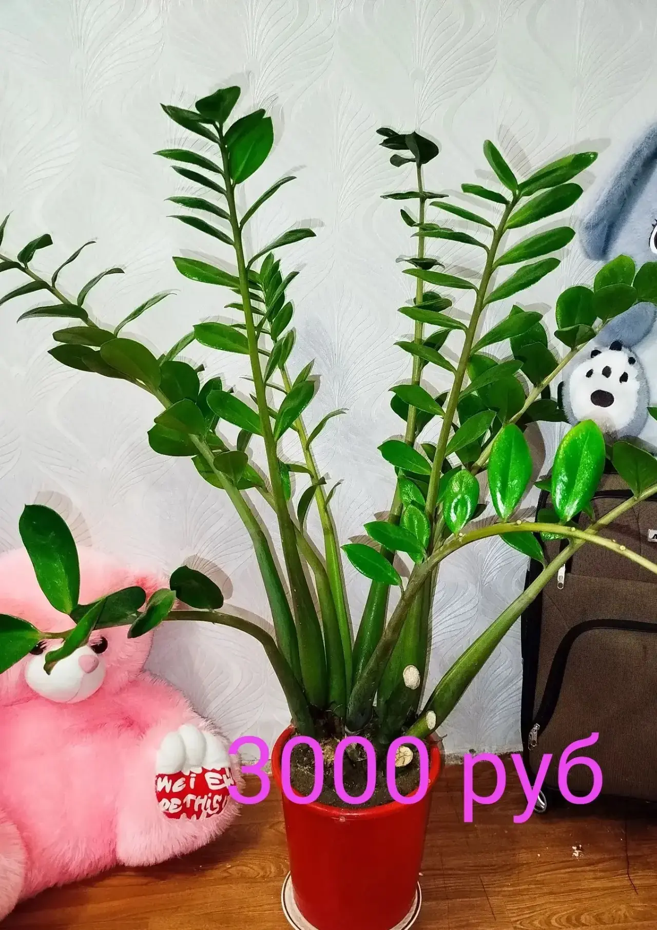 Продам цветы 🥀, большие с горшком 🪴, район русского поля ,связь в личку, 89085184385