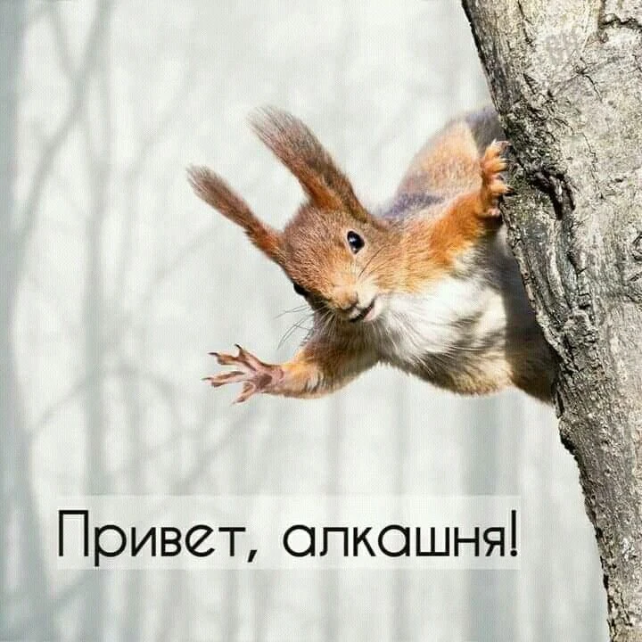 ✅ Вам пришло приглашение в самый смешной канал в МАХ