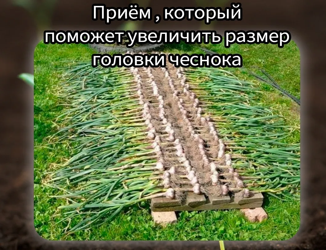 Изображение 1 к публикации «Моя Дача»